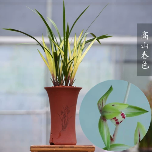 Hongyuan Flower Flower Four Seasons Orchid Seedinglings с бутонами и паточками атака