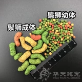 Американские оригинальные личинки для репутации/ящерица, ящерица/грива ящерица кормля