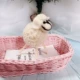 Mi -white Lamb