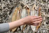 Высушенная треска, сухофузовая рыба, сушеные морские рыбы, сушена