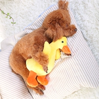 B.Duck, 32