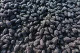 Sichuan Farm Fresh Fresh Wild Sand Black Mulberry Dry Cream Mulberry Небольшой сушеные фрукты 500 г публикации.