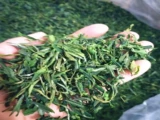 Хуо Шань Хуан Я, желтый чай, зеленый чай, весенний чай, чай в пакетиках, 2023, 500 грамм