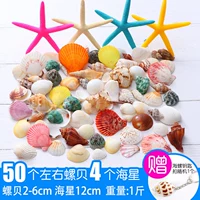[G Style Set] Natural Snails+Five -Finger Starfish