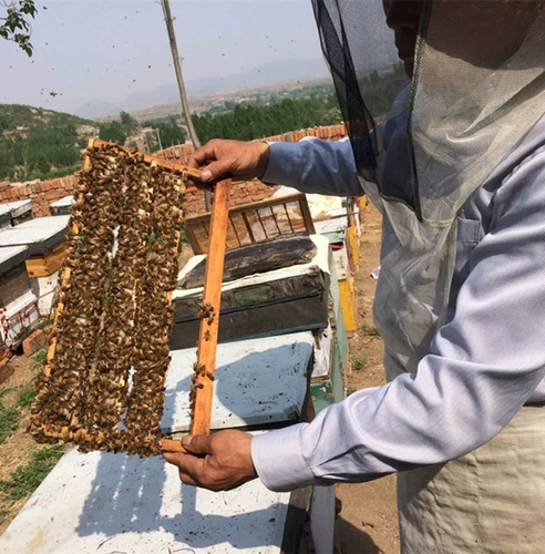 В 2021 году первая сельская пульпа, созданная королевской желе -пчелой, является чистой