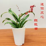 Wenxinlan красная божья божьи божьи коровки Yanglan.