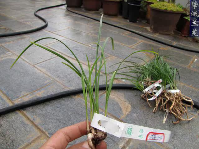 素6苗-t-16 拍品苗情简介:         此组太白素(维西太白素)为6连苗