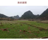 [Shanjian Lily] Zixiangmi Zi Zimi Guizhou