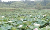 Новые товары Hunan Specialty Xiang Lotus Seed Seeds Lotus Dry Goods, шлифовальная кожа, без сердца белый лотос лотос лотос семя 500 г бесплатная доставка