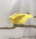 13 см желтые крылья шоу