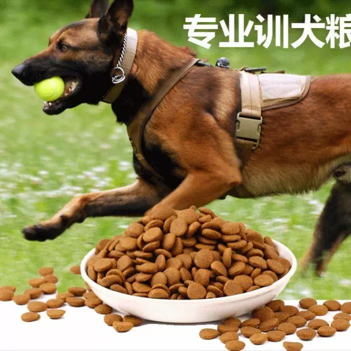 Chow chow. Thức ăn đặc biệt để huấn luyện chó Thức ăn chủ yếu ngũ cốc lớn Thức ăn cho thú cưng Pomeranian Golden Retriever Labrador huấn luyện thức ăn cho chó - Chó Staples