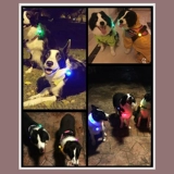Kirsing Kostein Dog Walking Dog Lights Pets Anti -Slight Light Led Flash Lights Lighting Penden