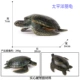 20см Тихоокеанская лири -черепаха (твердый пластик)
