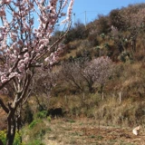 Yunnan Natural Peach Gum 150 г естественные дикие съедобные персиковые слезы могут взять сапонин рисовый серебряный ухо снежным поля. Специальные товары сухие товары