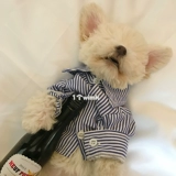Рубашка с собакой с полосатой добычи, чтобы медведь Skunari VIP Permanent Teddy FA Dou Dout Small Dog Pet Card