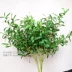 Lá đơn lá ô liu lá cây bạch đàn lá phong lá cây saponin mô phỏng cây lá xanh - Hoa nhân tạo / Cây / Trái cây Hoa nhân tạo / Cây / Trái cây