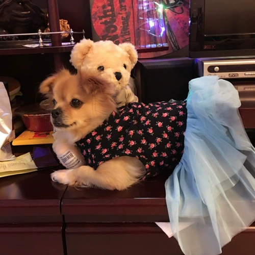 Бесплатная доставка одежды для домашних животных тонкая плюша