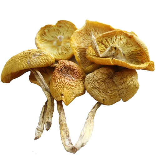 Юньнань Дикие вкусные вкусный желтый гусь бактерий -яичные бактерии грибы