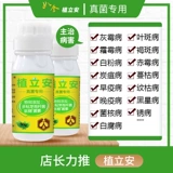 Кангуанский оазис посадка бактериального бактериального грибкового вируса вирус желтые листовые заболевания Большой и мелкие насекомые плесень кремовой кремовой плесени и другие 50 г