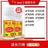 Кангуанский оазис посадка бактериального бактериального грибкового вируса вирус желтые листовые заболевания Большой и мелкие насекомые плесень кремовой кремовой плесени и другие 50 г