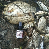 Дикая местность импортированная рыбалка небольшая лекарство подлинное сома карп приманка малая лекарство Daquan Field Black Pit Routh Spliting
