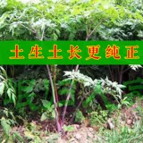 Chuanxiong лекарственный материал 500 грамм бесплатной доставки таблетки Chuanxiong Chuanqiong китайская медицина Chuanxiong panchukawa skinchi pink pink chuanxuan chuanxiong