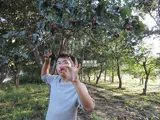 Стоудинг нонгжия самостоятельно, продуцированный боярышник, свежее, без боярышника, сухой чай Специальный боярышник сухой 250 г Боярышник