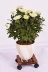 Flowerpot khay phổ con lăn di chuyển với phanh rắn gỗ carbonized khung hoa tròn cơ sở khung chậu - Kệ