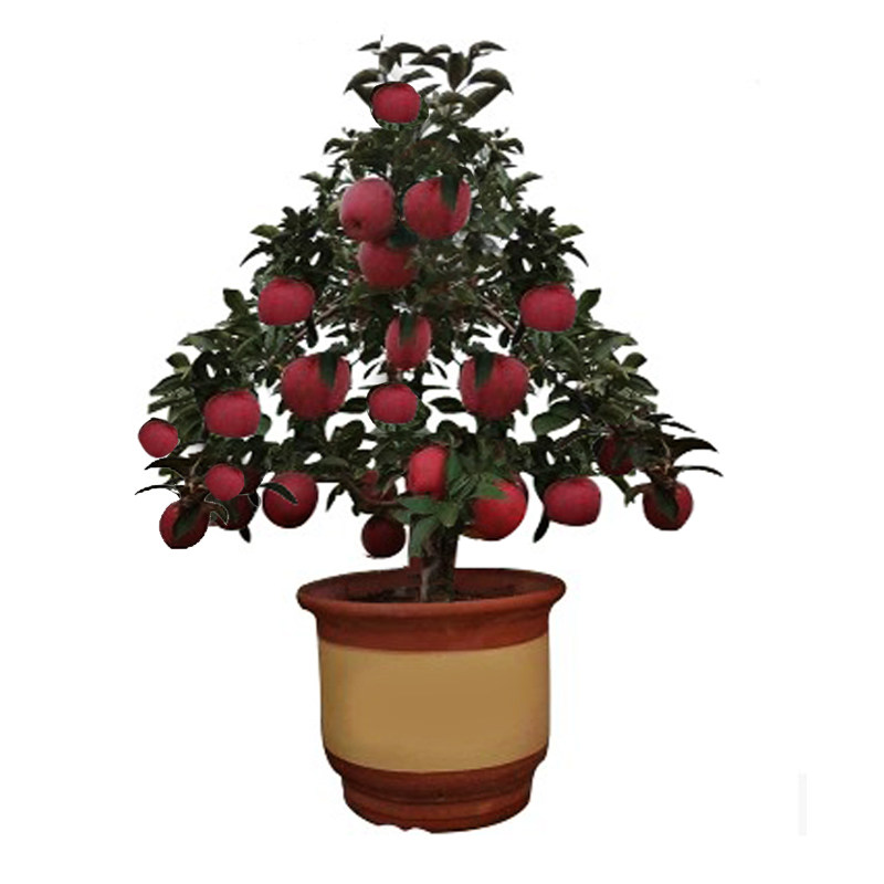 盆栽苹果树苗植物室内盆栽果树苗当年结果4年苗