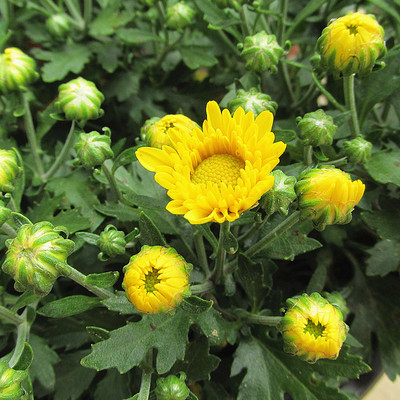 本站提供[盆栽花卉菊花苗盆栽 四季开花 绿植花卉大