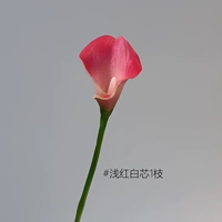 Little Horseshoe Lotus 1 ветвь [светло -красное/белое ядро]