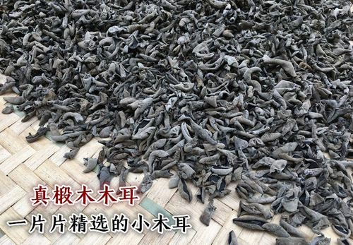 Домашние ушная чаша из уха, небольшой гриб, Qinling, Beylum Wild Black Gringus Зимний гриб 500G Установлен не -северо -восточный осенний гриб