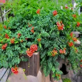 Американский цветок лингксиао Miao скалолазание корт корт