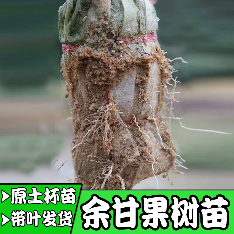 [Новый сорт очень сладкого масла сладкого дерева, саженец фрукта, побеги годовые и двухлетние цветения, бесплатная доставка]