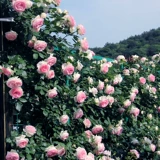 Розовые саженцы, поднимающиеся на лозу, эта роза Большой виноградный растение в горшках розово -розовый двор.