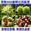 Товары от 迁西板栗诚信店a
