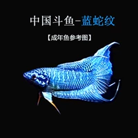 Саженцы с синей змеей 2-3 см 2 штуки