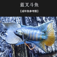 [Рекомендуется] саженцы синей вилки 2-4 см и 5 бесплатно, чтобы получить 1