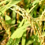 20 лет нового риса 6 кот бесплатной доставки рисовой рис Japonica Rice Rice, сушеный рис, кара рис круглый зерновый рис Новый рис Продвижение по службе