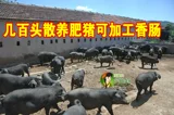 Колбаса Laiwu Shandong Black Swork Pig Dry Self -Maded Eaterety Eater, Южная кишка и миска глюты, 250G