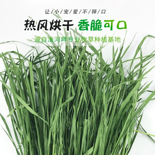 Пятно в 2021 году сушат пшеница таллли таллли кроличье кроличье голландская свинья вода чистая кишечная пастырская трава сушена