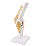 12 -летняя функция коленного сустава модель на полуны перекрестная связок активность