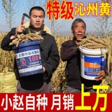 2023 New Mi Shanxi Xiaomi Qinzhou Huang Xiaomi 5 фунтов