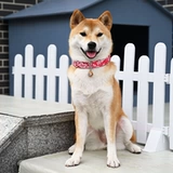 [Rui Chai Family Tang Grass Grass Pattern воротник] Японский ошейник Shiba Inu Corgi Pet маленькие собаки с кружкой шеи и шеи