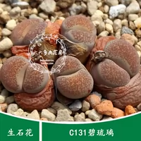 Шесть или шесть семян мяса [C131 20 Капсулы+ зеленый глазирование] Сырые каменные цветочные семена.