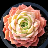 Темно -оранжевый