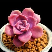 Зиле 3-5 см, одиночное растение