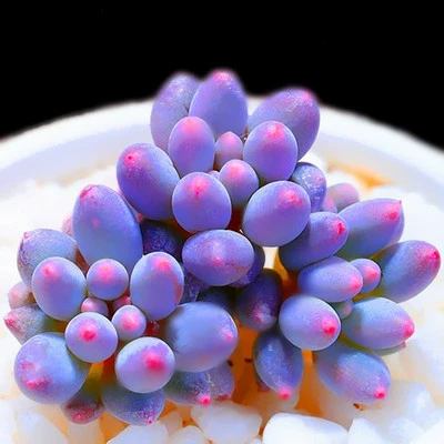 Бонус, сочные растения в сочетании с горшечными детскими пальцами супер милые, сочные цветочные цветы новые модели с горшками