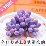 Бонус, сочные растения в сочетании с горшечными детскими пальцами супер милые, сочные цветочные цветы новые модели с горшками