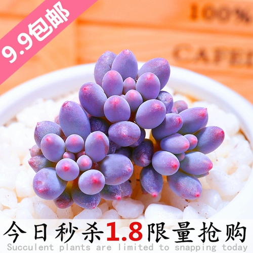 Бонус, сочные растения в сочетании с горшечными детскими пальцами супер милые, сочные цветочные цветы новые модели с горшками